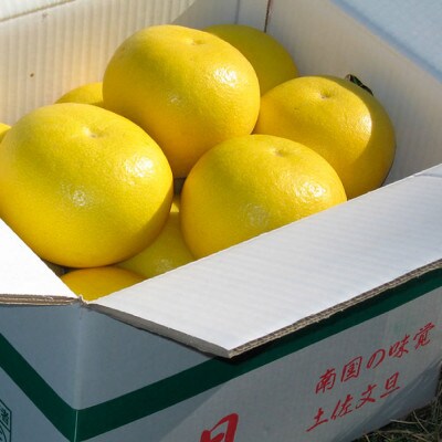 高知県土佐市産 楠瀬さんの土佐文旦 贈答用 大玉 約10kg(4L～3Lサイズ　12～18玉)