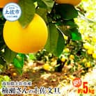 【訳あり】高知県土佐市産 楠瀬さんの土佐文旦 約5kg(4L～Lサイズ　7～12玉)