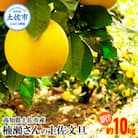【訳あり】高知県土佐市産 楠瀬さんの土佐文旦  約10kg (4L～Lサイズ　14～24玉)