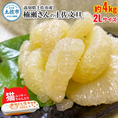 楠瀬さん土佐文旦 約4kg 2Lサイズ 猫ムッキーちゃん入り 9玉前後