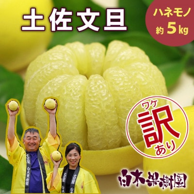 <白木果樹園産> 訳あり 土佐文旦約5kg B級品(7～13個入り)