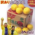 <白木果樹園産> 訳あり 土佐文旦約10kg B級品  (約15～20個入り)