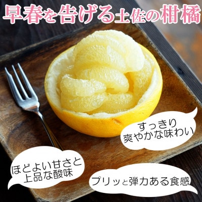<白木果樹園産>土佐文旦約10kg 大玉 3L～4L 特選品贈答用(13～18個)