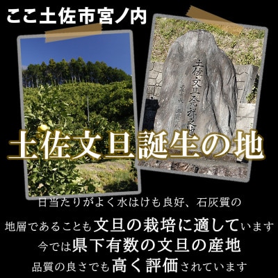 <白木果樹園産>土佐文旦約10kg 大玉 3L～4L 特選品贈答用(13～18個)
