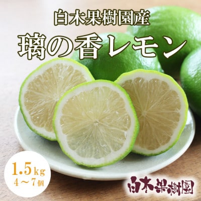 <白木果樹園産> 璃の香レモン約1.5kg 果樹園直送(4～7個入り)
