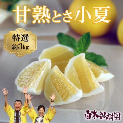 〈白木果樹園〉 甘熟とさ小夏 約3kg 特選品贈答用
