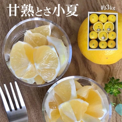 〈白木果樹園〉 甘熟とさ小夏 約3kg 特選品贈答用