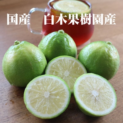 【果樹園直送】ベルガモット 約1kg 白木果樹園産(5～8個入り)