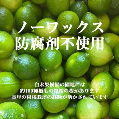 【果樹園直送】ベルガモット 約1kg 白木果樹園産(5～8個入り)