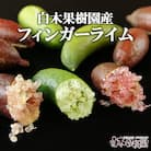 《白木果樹園産》 フィンガーライム おまかせセット 約100g