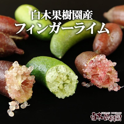 《白木果樹園産》 フィンガーライム おまかせセット 約100g