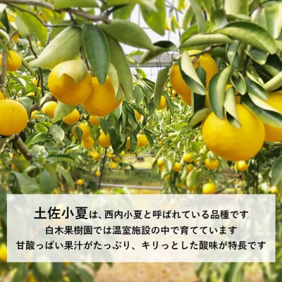 《白木果樹園》 土佐小夏 訳ありご家庭用 約3.5kg