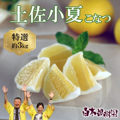 《白木果樹園》 土佐小夏 特選品贈答用 約3kg