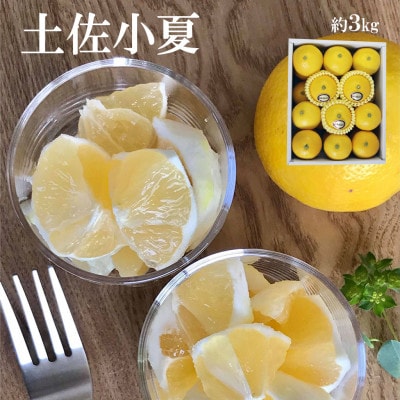 《白木果樹園》 土佐小夏 特選品贈答用 約3kg