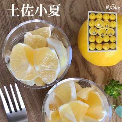 《白木果樹園》 土佐小夏 特選品贈答用 約5kg