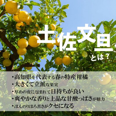 土佐文旦 大玉 贈答品 約5kg