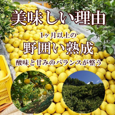 土佐文旦 大玉 贈答品 約5kg