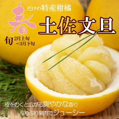 土佐文旦 大玉 贈答品 約10kg