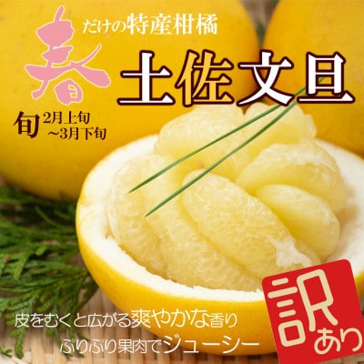 土佐文旦 大玉 訳あり 約10kg(3L～2Lいずれかのサイズ)