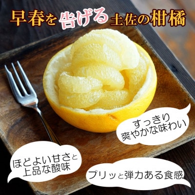 土佐文旦 大玉 訳あり 約10kg(3L～2Lいずれかのサイズ)