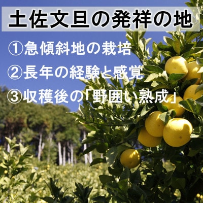 土佐文旦 訳あり 約10kg(3L～Lいずれかのサイズ)