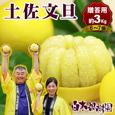【白木果樹園産】土佐文旦約3kg L～2L 特選品贈答用(6~7個入り)