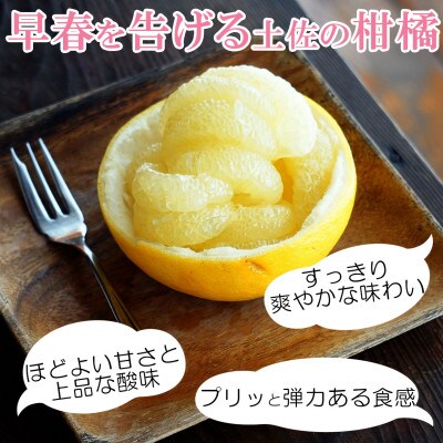 【白木果樹園産】土佐文旦約3kg L～2L 特選品贈答用(6~7個入り)