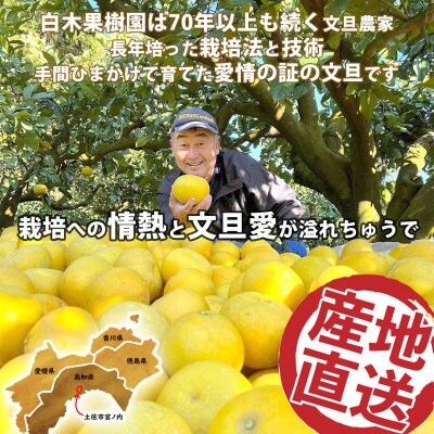 【白木果樹園産】土佐文旦約3kg L～2L 特選品贈答用(6~7個入り)