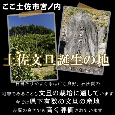 【白木果樹園産】土佐文旦約3kg L～2L 特選品贈答用(6~7個入り)