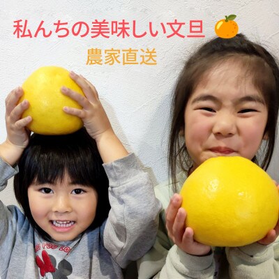 土佐文旦家庭用約10kg　小玉M～Lサイズ混合