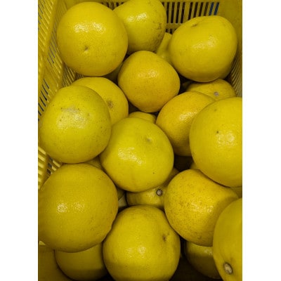 土佐文旦家庭用約3kg　小玉M～L混合