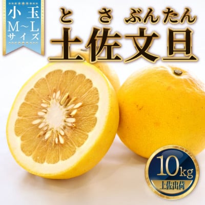 土佐文旦(ぶんたん) (小玉:M～L混合) 約10kg