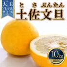 土佐文旦(ぶんたん) (大玉:2L～5L混合) 約10kg