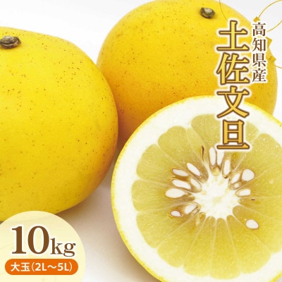 土佐文旦(ぶんたん) (大玉:2L～5L混合)  家庭用 約10kg 贈答用にも