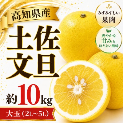 土佐文旦(ぶんたん) (大玉:2L～5L混合)  家庭用 約10kg 贈答用にも