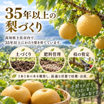 梨 豊水 約2kg ほうすい 先行予約 2027年発送 高知県土佐市産　