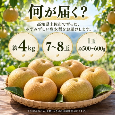 梨 豊水 大玉 約4kg ほうすい 先行予約 2027年発送 高知県土佐市産　