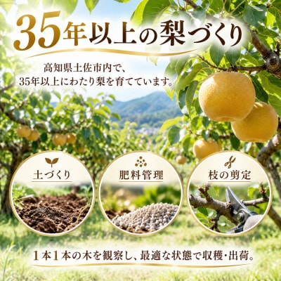 梨 豊水 大玉 約4kg ほうすい 先行予約 2027年発送 高知県土佐市産　