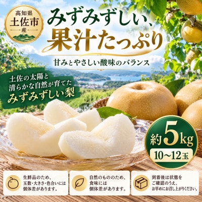 梨 豊水 約5kg(5キロ) ほうすい 先行予約 2027年発送 高知県土佐市産