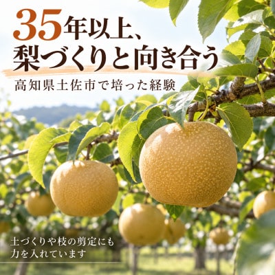 梨 秋月 大玉 約4kg あきづき 先行予約 2027年発送