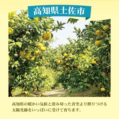 土佐文旦(ぶんたん) (大玉:2L～5L混合) 約3kg 贈答用にもおすすめ