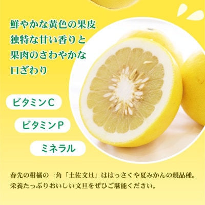 【さとふる限定】訳あり 土佐文旦 家庭用 (M～5L混合サイズ) 約5kg 大玉入り