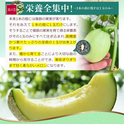 【近澤メロンランド】2026年夏発送　メロン　1玉入(約1.4kg～1.8kg)