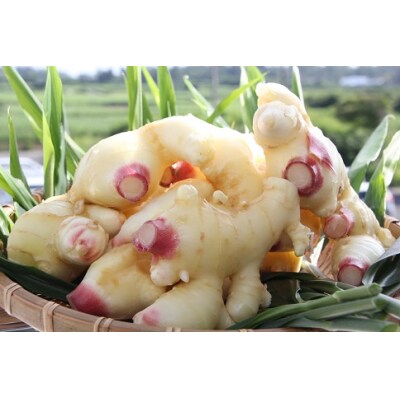 ふるさと 田村農園の新生姜 1 7kg 高知県大月町 により