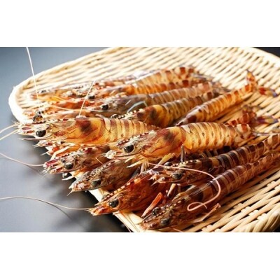 活き〆冷凍車海老 600g お礼品詳細 ふるさと納税なら さとふる