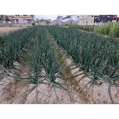 【とっても甘い】　泉州玉葱約10kg