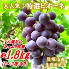 【2～3房】特選ピオーネ約1.8kg【数量限定】【貝塚市産】