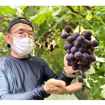 【2～3房】特選ピオーネ約1.8kg【数量限定】【貝塚市産】