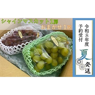 �y�L�ˎs�Y�z�V���C���}�X�J�b�g&���܂����e1�[��1.2kg�@�ߘa8�N�x�����\��8�����{�ȍ~��������