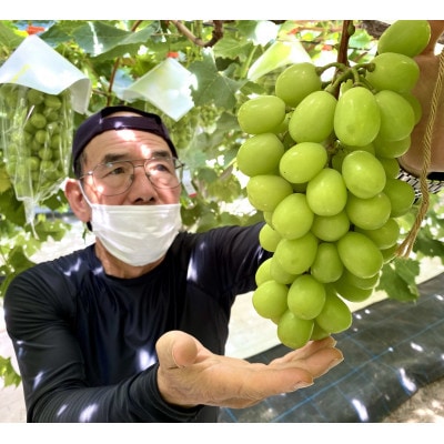 【貝塚市産】シャインマスカット&おまかせ1房セット約1.2kg【数量限定】令和7年度早期予約